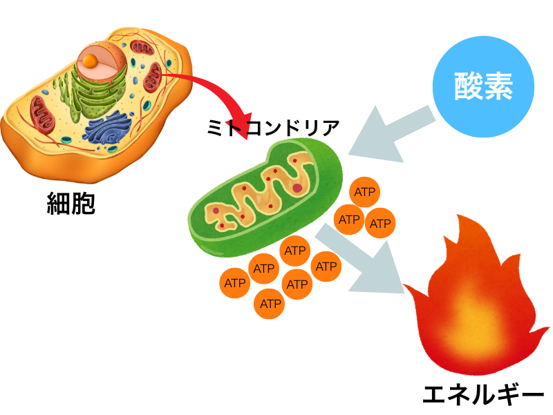 ミトコンドリアとATPの関係
