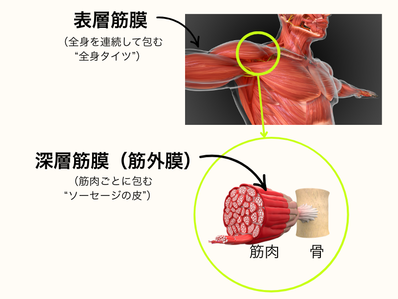 筋膜の二重構造：表層筋膜は全身を連続して包む“全身タイツ”、深層筋膜（筋外膜）は筋肉ごとを包む“ソーセージの皮”