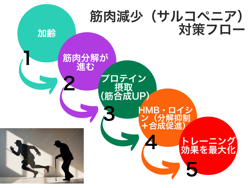 筋肉減少（サルコペニア）対策フロー