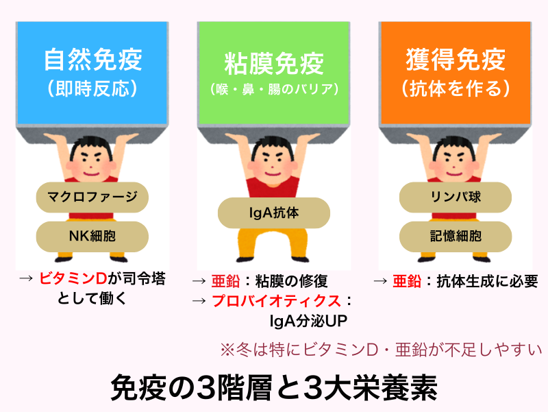 免疫の3階層と3大栄養素（自然免疫・粘膜免疫・獲得免疫とビタミンD・亜鉛・プロバイオティクスの関係）