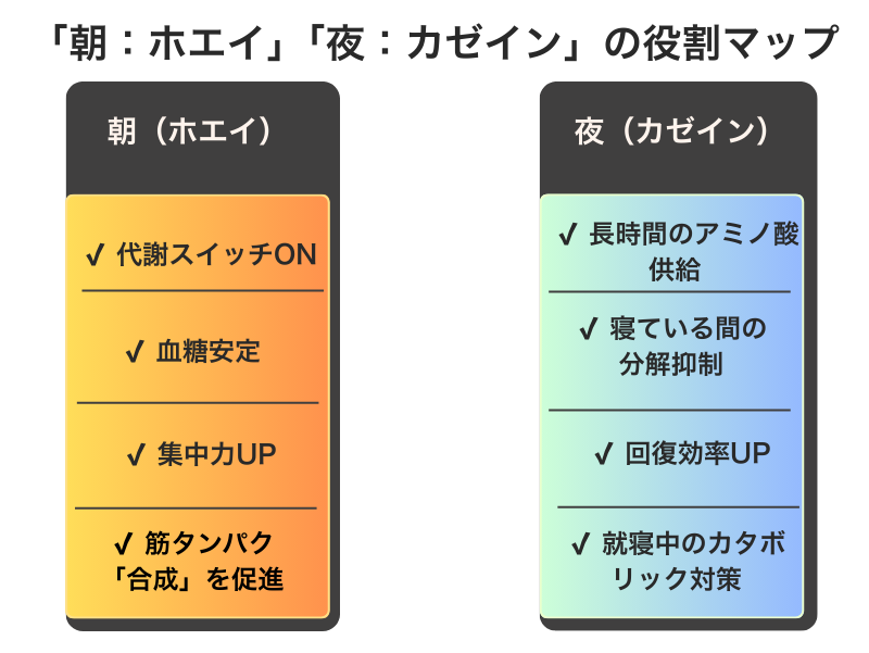 朝はホエイ・夜はカゼインの役割マップ