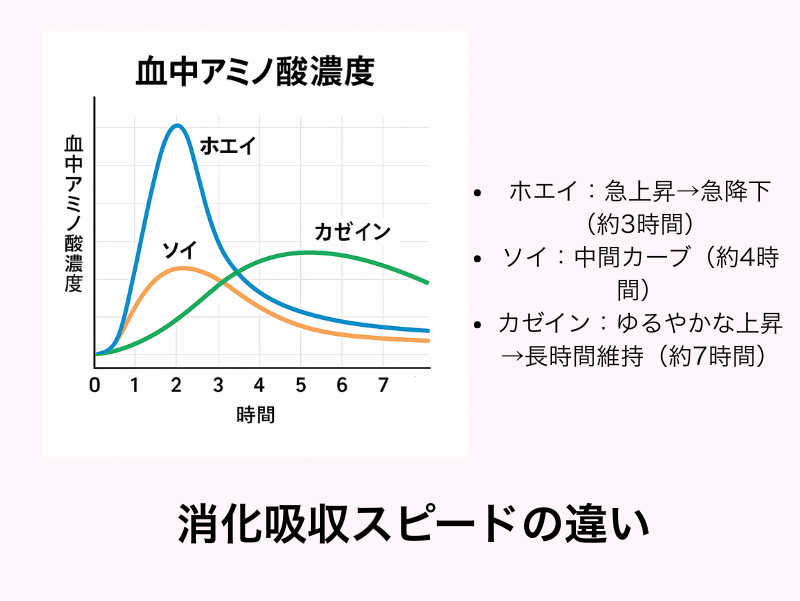 ホエイ・ソイ・カゼインの消化吸収スピードの違い