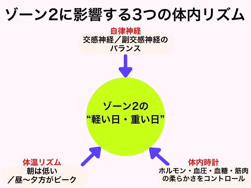 ゾーン2に影響する3つの体内リズム