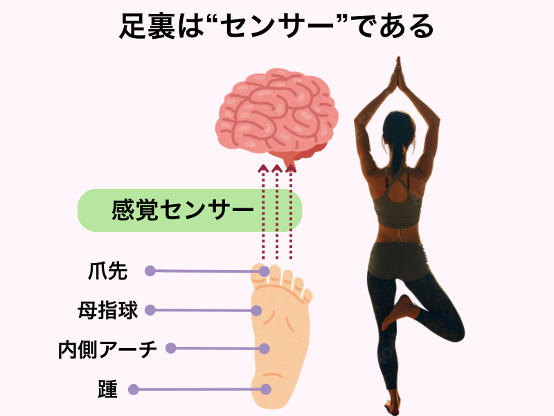足裏は感覚センサー｜母指球・アーチ・踵と脳の関係