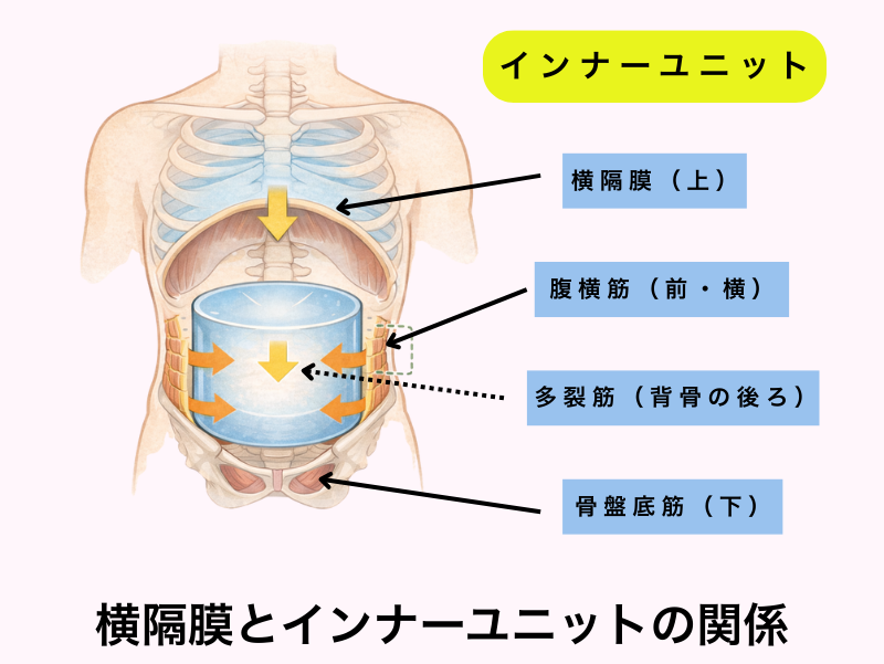 横隔膜とインナーユニット 腹圧シリンダー 図解