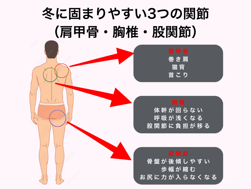 冬に固まりやすい3つの関節（肩甲骨・胸椎・股関節）と、その影響を示した図解