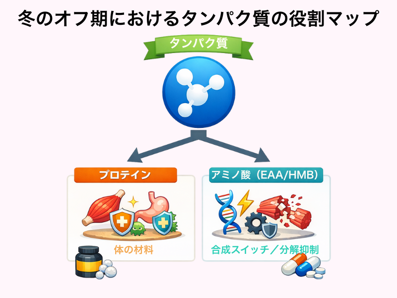 冬のオフ期におけるタンパク質の役割マップ（プロテインとアミノ酸の違い）