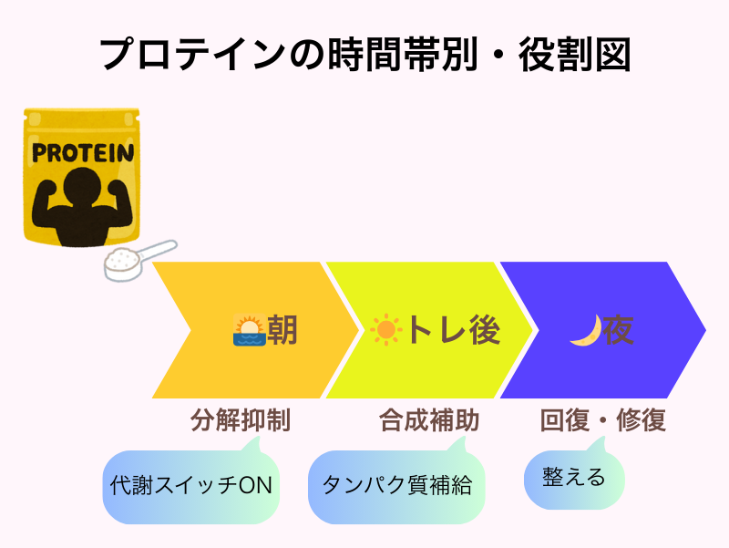 プロテインの時間帯別の役割（朝・トレ後・夜）