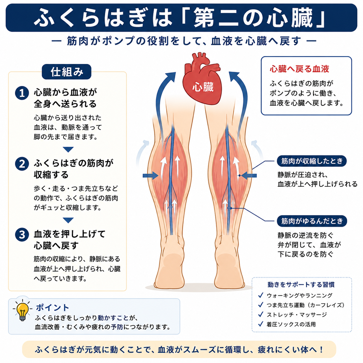 ふくらはぎは第二の心臓。ふくらはぎの筋肉がポンプのように働き、血液を心臓へ戻す仕組みを解説した図解